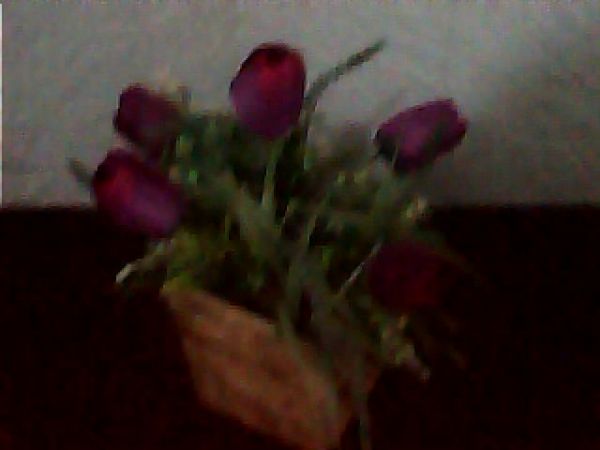 TULIPAS BOUQUET MARAVILHA C/ LAVANDA