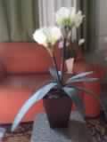 ARRANJO AMARILIS DUPLO (COD 7002)